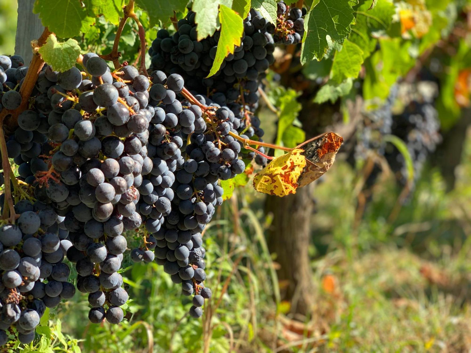 مبيت وإفطار Berneuil  Domaine Chez Les Rois المظهر الخارجي الصورة